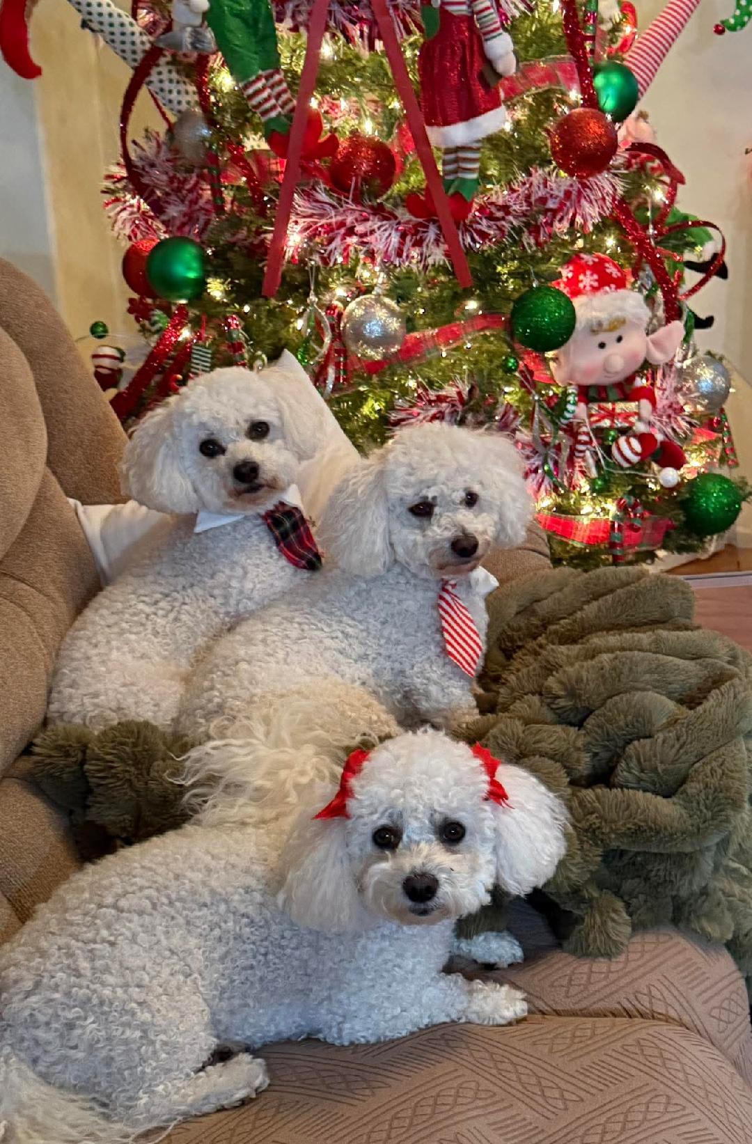 Bichons in California