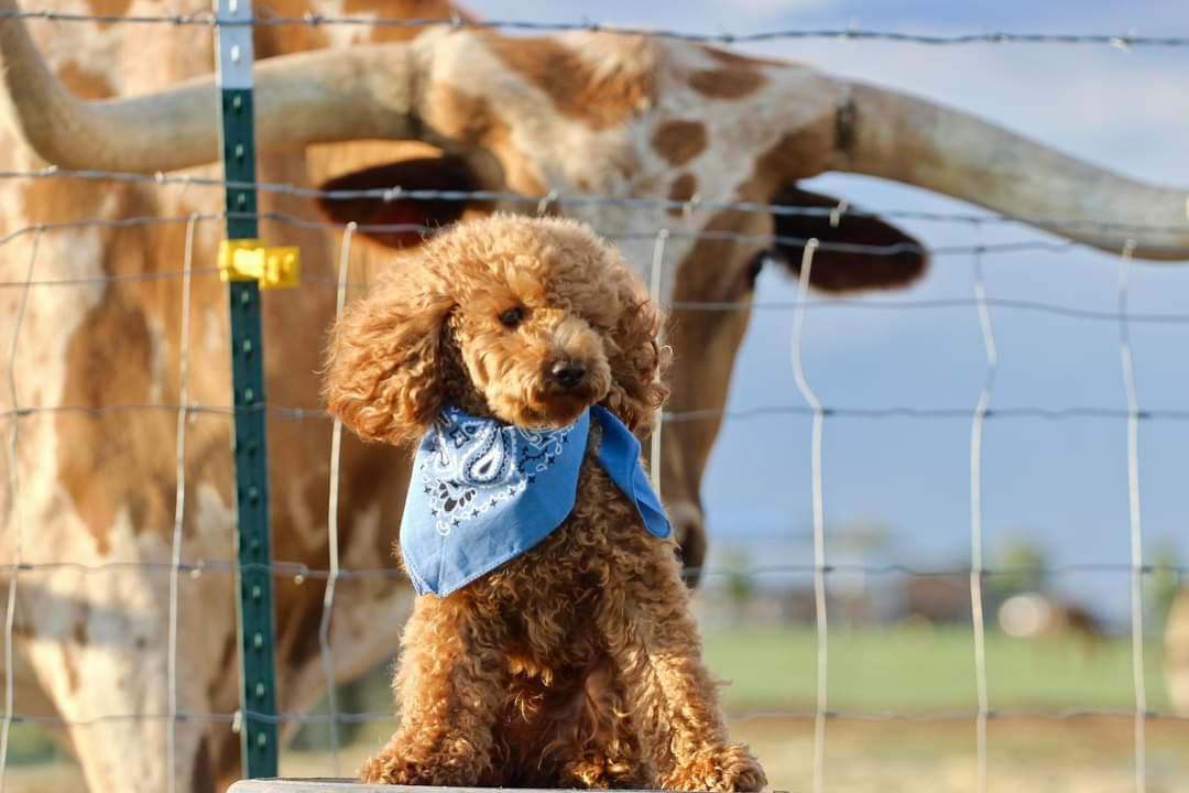 dog with the horns behind
