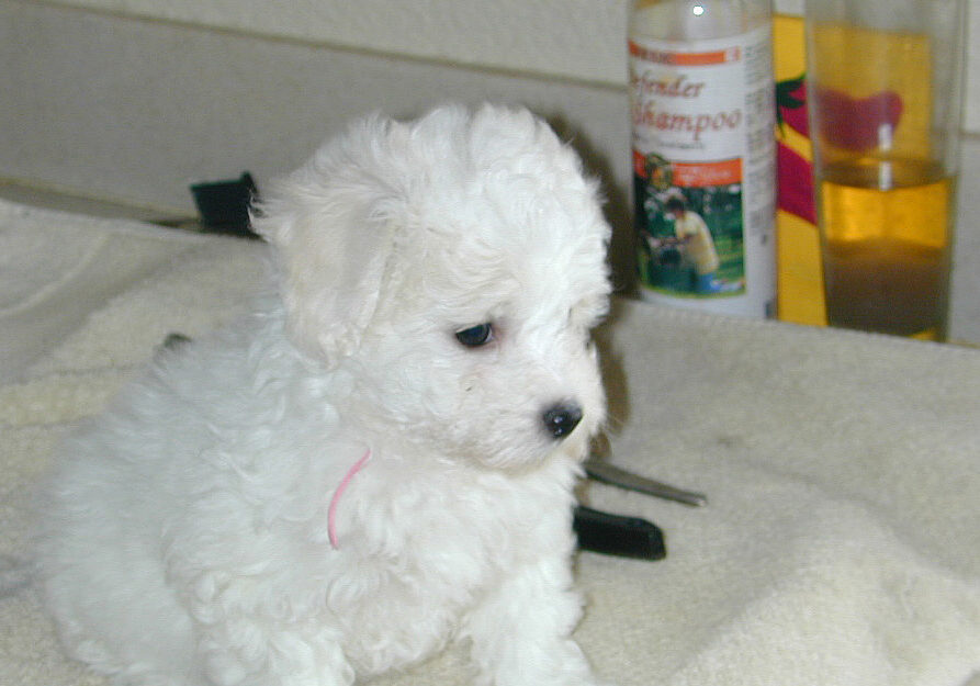 Sweetater Bichons and Poodles